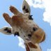 長頸鹿🦒🦒🦒 (@egn8t3) Twitter profile photo 長頸鹿🦒🦒🦒 (@egn8t3) Twitter profile photo