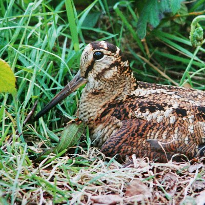 Looking to take part in the GWCT/BTO Breeding Woodcock Survey?
Please visit: https://t.co/A73TTMzV1c for more information.