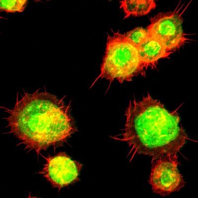 Sajad_MBCian's profile picture. Research Scholar
Metabolism and Development