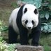 Giant Panda (@faye_percival) Twitter profile photo Giant Panda (@faye_percival) Twitter profile photo