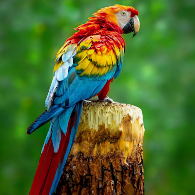 manadas409's profile picture. Teacher