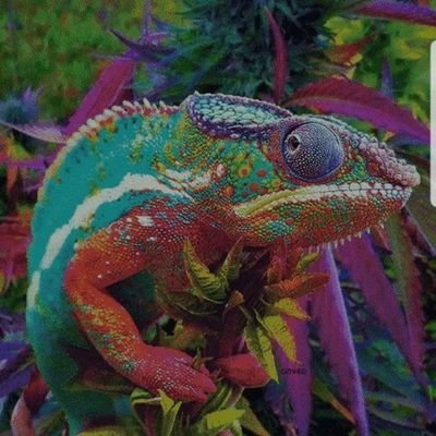 King_K_RooL420 Profile Picture