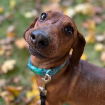 Miniature Dachshund 🦴Squirrel Chaser🦴Destroyer of all things Squeaky🦴Lover of Belly Rubs and Chin Scratches🦴Corporal, ZOMBIE SQUAD #ZSHQ🦴DOB 8/20/2021🦴