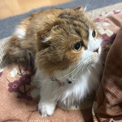 Kmmm7231's profile picture. 