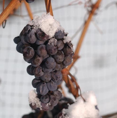 Tweeting daily about Icewine, Ice wines, where to buy Icewine, what is Ice Wine, Types of Icewines, Storing Icewine, Serving Ice wine, Icewine Glasses and more!