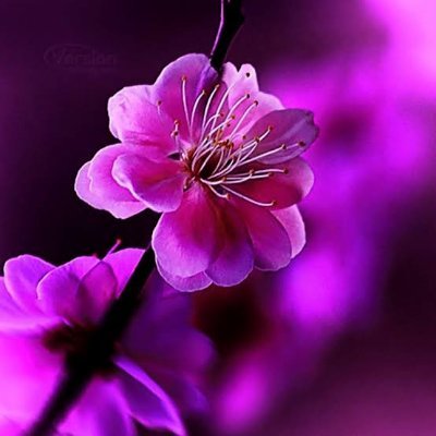 Pravall09998357's profile picture. Live and Let Live