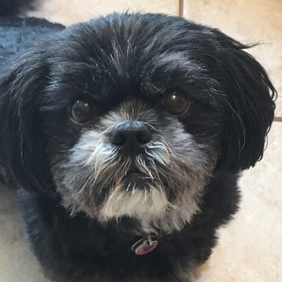 A proud mom and wife, soul mate to a precious Shih Tzu named Sophus (def a case of who rescued who) and taking it one day at a time. #kindness #smile #caring 💜
