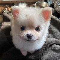 しおちゃん (@siochan1112) 's Twitter Profile