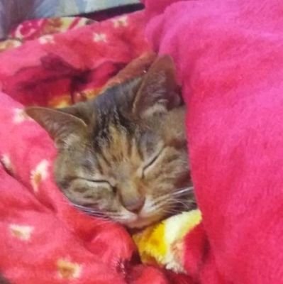 眠り猫さんのプロフィール画像
