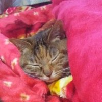 眠り猫 (@nemurineko_wug) / X