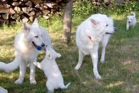 xhundesohn's profile picture. 