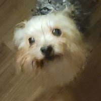 MintyFresh (@backupcookies) 's Twitter Profile
