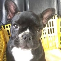 Luctor (@luctorsz) 's Twitter Profile