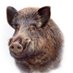 Javali (@tavirahog) Twitter profile photo Javali (@tavirahog) Twitter profile photo