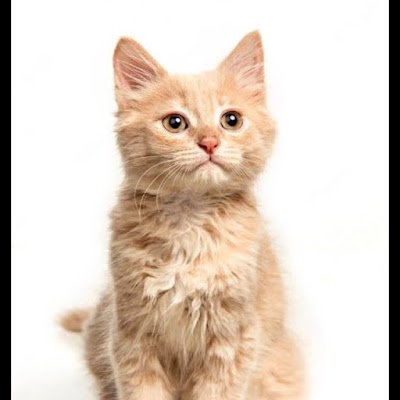 CasttoValeria's profile picture. XD