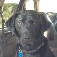 Huckleberry (@charles88074794) 's Twitter Profile