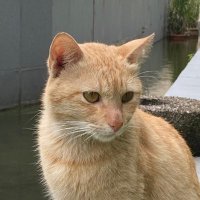 eunheetiger (@eunheetiger) 's Twitter Profile