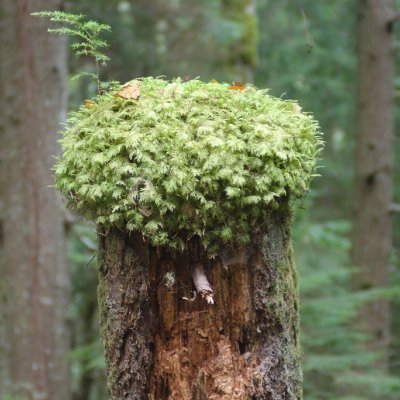 HandsOnWaffle's profile picture. 🇺🇸🇹🇼🏳️‍🌈🏳️‍⚧️ OCD 強迫性障害者｜they/she｜trans｜lesbian｜half taiwanese｜30ish｜sometimes🔞｜英語｜中国語少し｜日本語勉強中｜百合が大好き｜LGBTQ+の皆さん繋がりたい！！言語交換友達募集中！！｜signalis brain...