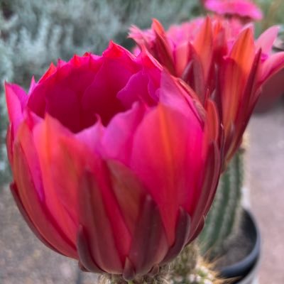 BoomerRaised's profile picture. This knee only bends to the Abba father and his son.