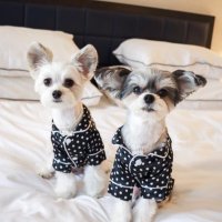 Tinkerbelle the Dog and Belle(@TINKERBELLEadog) 's Twitter Profile Photo