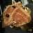 Plushygold's profile image