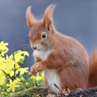 Squirrel Lover World(@squirrellovers_) 's Twitter Profile Photo