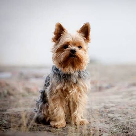 Welcome to @Yorkshi65686510
we share daily #Yorkshireterrier content 
follow us if you really love Yorkshire terrier