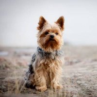 YorkShire Terrier Club(@YorkShi65686510) 's Twitter Profile Photo