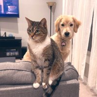 Pup N Purrs(@pupnpurrs) 's Twitter Profile Photo