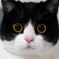 小黑哥缠论笔记 (@tiger5z2) 's Twitter Profile Photo