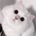 ไอต้าวนุนิว~🐱 (@stuckwithnunew) Twitter profile photo ไอต้าวนุนิว~🐱 (@stuckwithnunew) Twitter profile photo