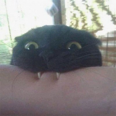 GremlinStorm's profile picture. nfts are cool but...