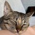 Cat (@fataicat) Twitter profile photo Cat (@fataicat) Twitter profile photo