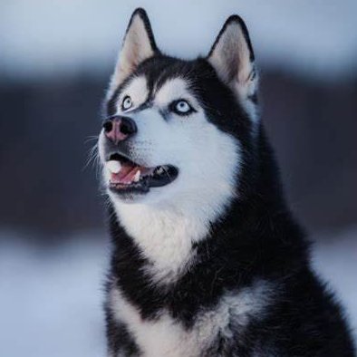 A8750Sonic's profile picture. programmer