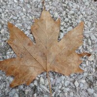 stilizan (@esmerbeyi) Twitter profile photo