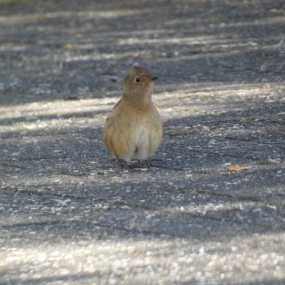 東京から一番遠い江津市で野鳥撮影をしているものです。元島根大学生
2022年5月から野鳥観察開始。まだまだ新米、頑張ります。
canon/Eos R7
SIGMA/150-600 Contemporary