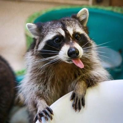 I love raccoon
