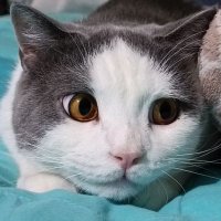 เอคโค่แมวน่ารัก🐱 (@timelif111) 's Twitter Profile