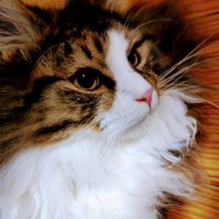 ImageDiagnosisPro (@glnoirjwa7omik7) 's Twitter Profile Photo ImageDiagnosisPro (@glnoirjwa7omik7) 's Twitter Profile Photo