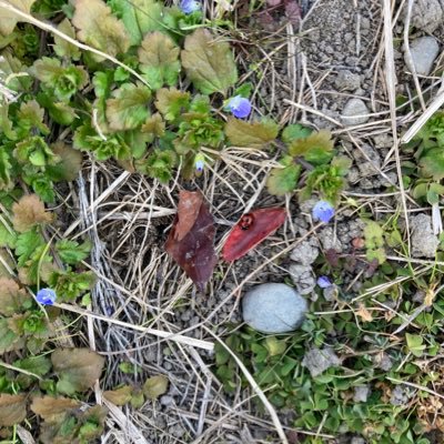 我慢は美徳に非ず。やりたいことをやり、言いたいことを言い、食べたいものを食べ、寝たいだけ寝る/服小物、野菜をつくるのが好き/強制加入PTA反対