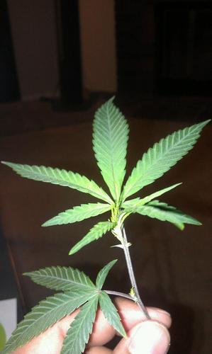 #420 #mmot #blazefatjs we follow back, mention us for a RT