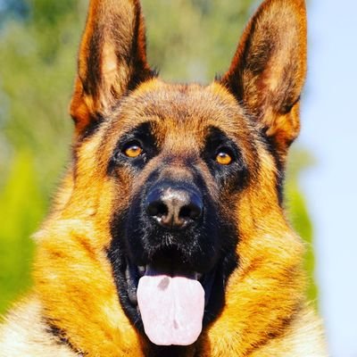 We are Germanshapherd lovers✨✨
Get here latest GSD pic and videos✨✨
Follow us if you are a true gsd lovers🐺✨