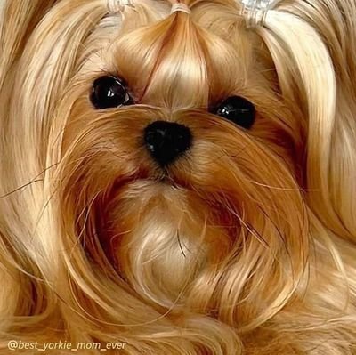 Welcome to @yorkshirelovers
We share daily #yorkshire terrier contents
Follow us if really love yorkshire.