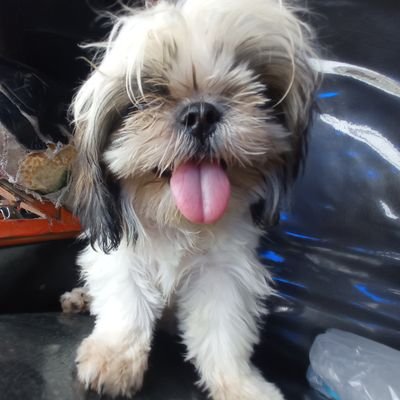 goooobrrrttttt's profile picture.