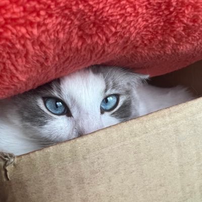 Logotech2022's profile picture. 