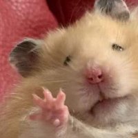 ππ¬ππ π¬ππͺ (@myamyangging) 's Twitter Profile