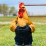 saltyofthybread's profile picture. 🐓🐓🐓