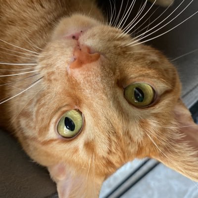 elifdurugonen's profile picture. 