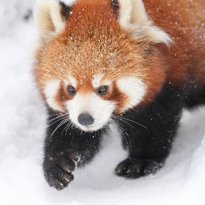 Welcome to @ILoveRedpanda1
We share daily #redpanda content
Follow us if you really love redpanda.