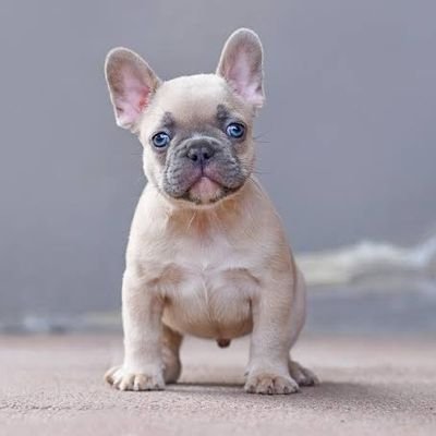 FrenchBullDogd5 Profile Picture